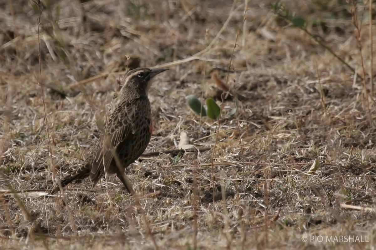 Long-tailed Meadowlark - ML615689721