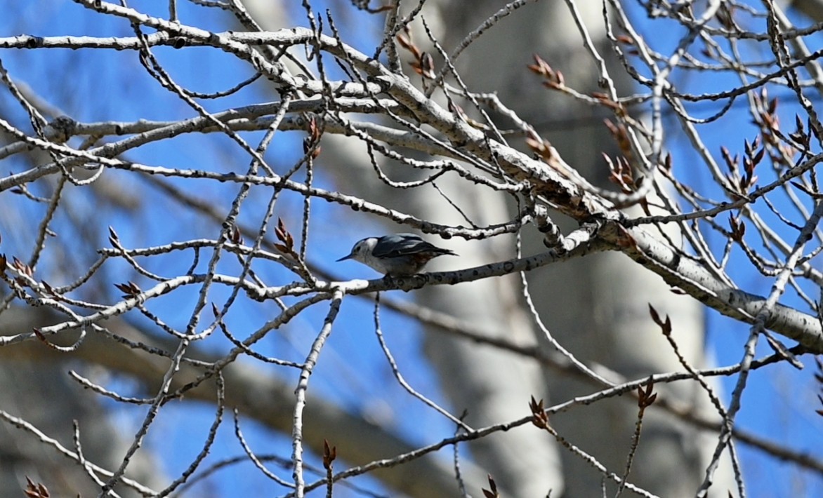 White-breasted Nuthatch (Pacific) - ML615689828