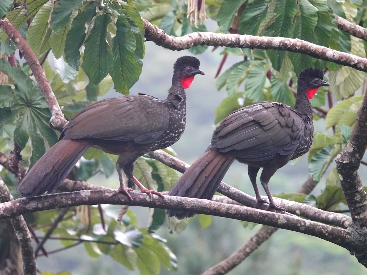 Crested Guan - ML615689830