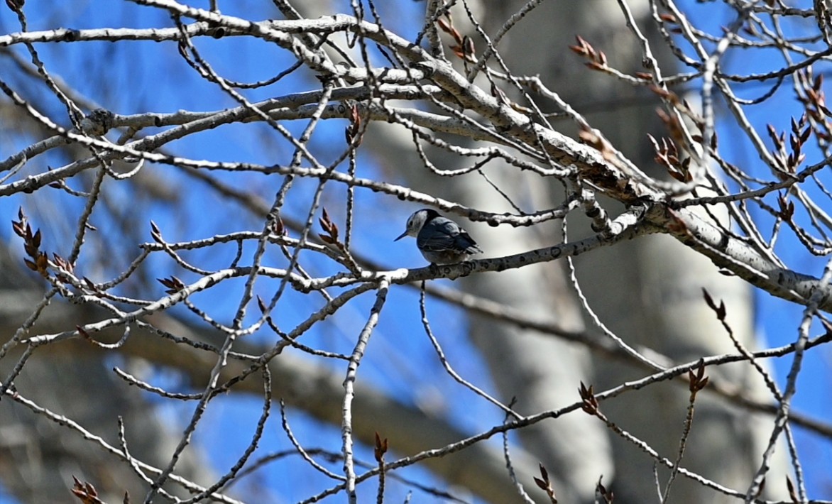 White-breasted Nuthatch (Pacific) - ML615689850
