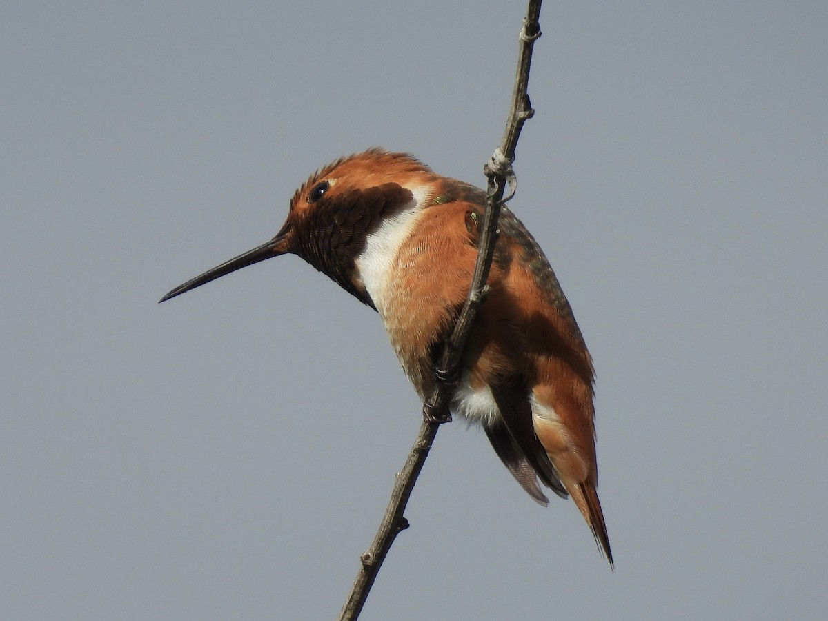 Allen's Hummingbird - Jenny Flexman