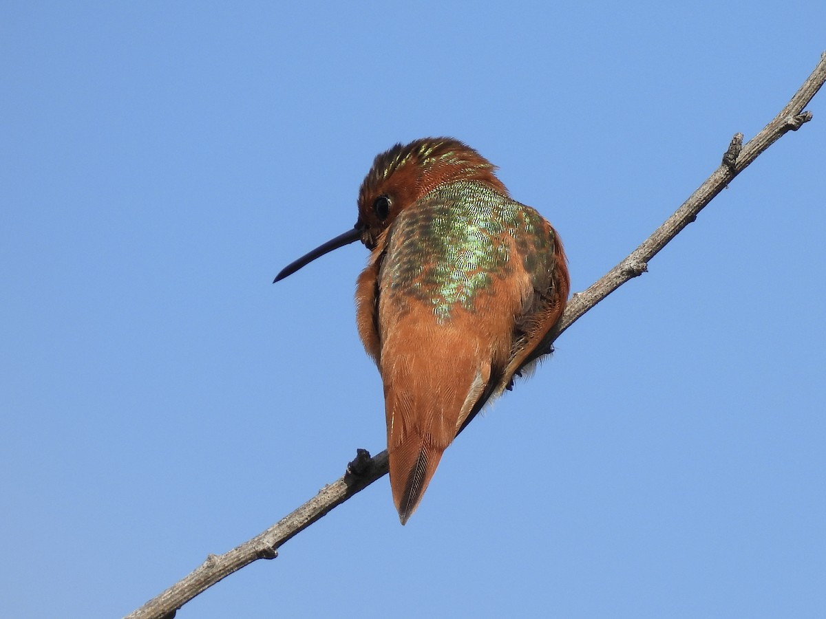 Allen's Hummingbird - ML615689865