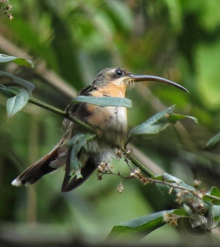 Rufous-breasted Hermit - ML615689889