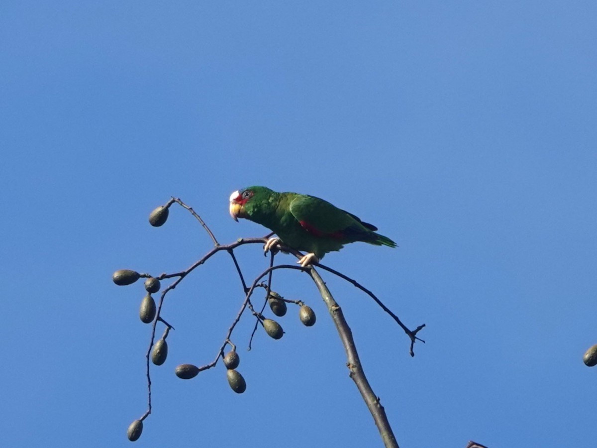 White-fronted Parrot - ML615689897