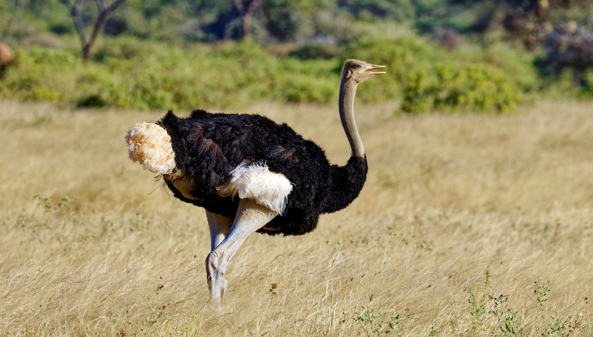 Somali Ostrich - ML615689913