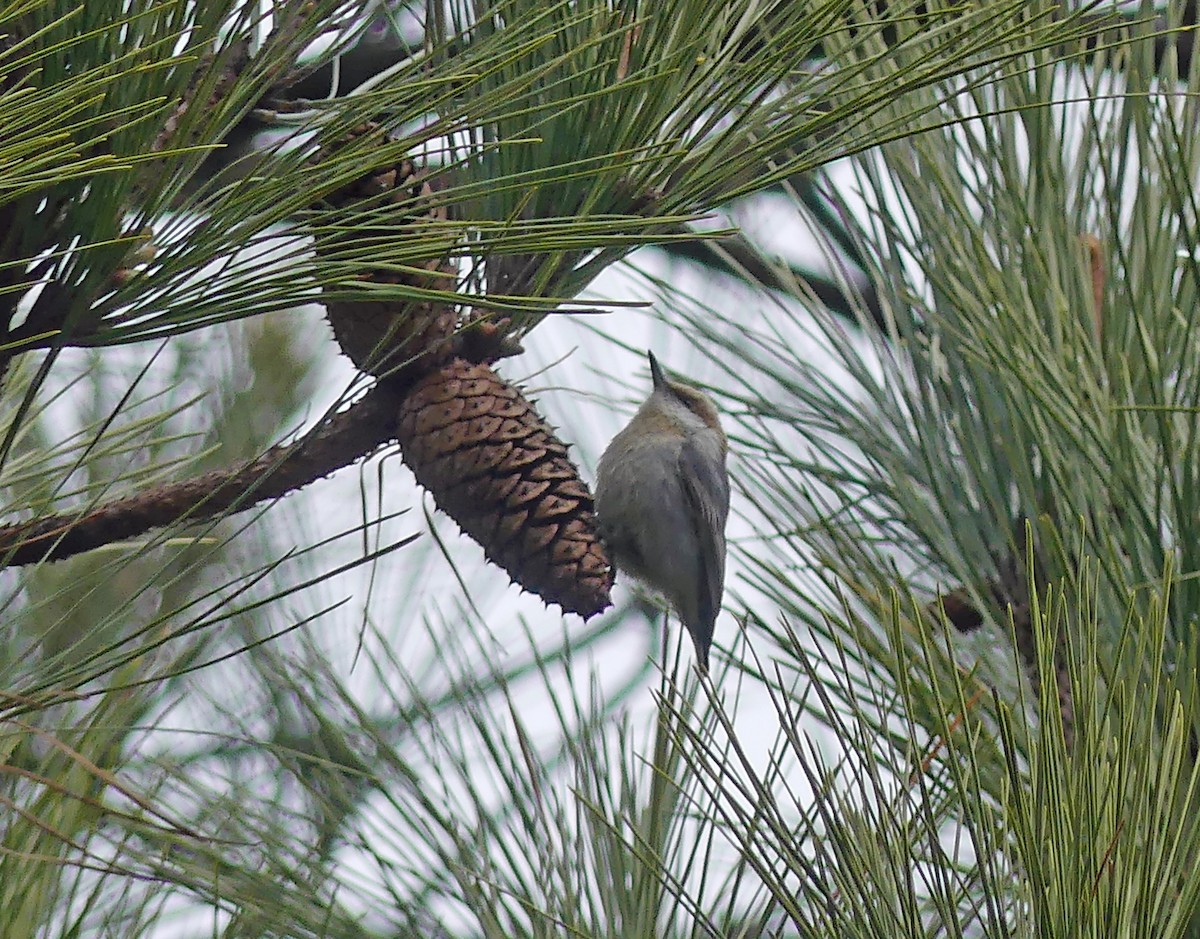Brown-headed Nuthatch - ML615689929