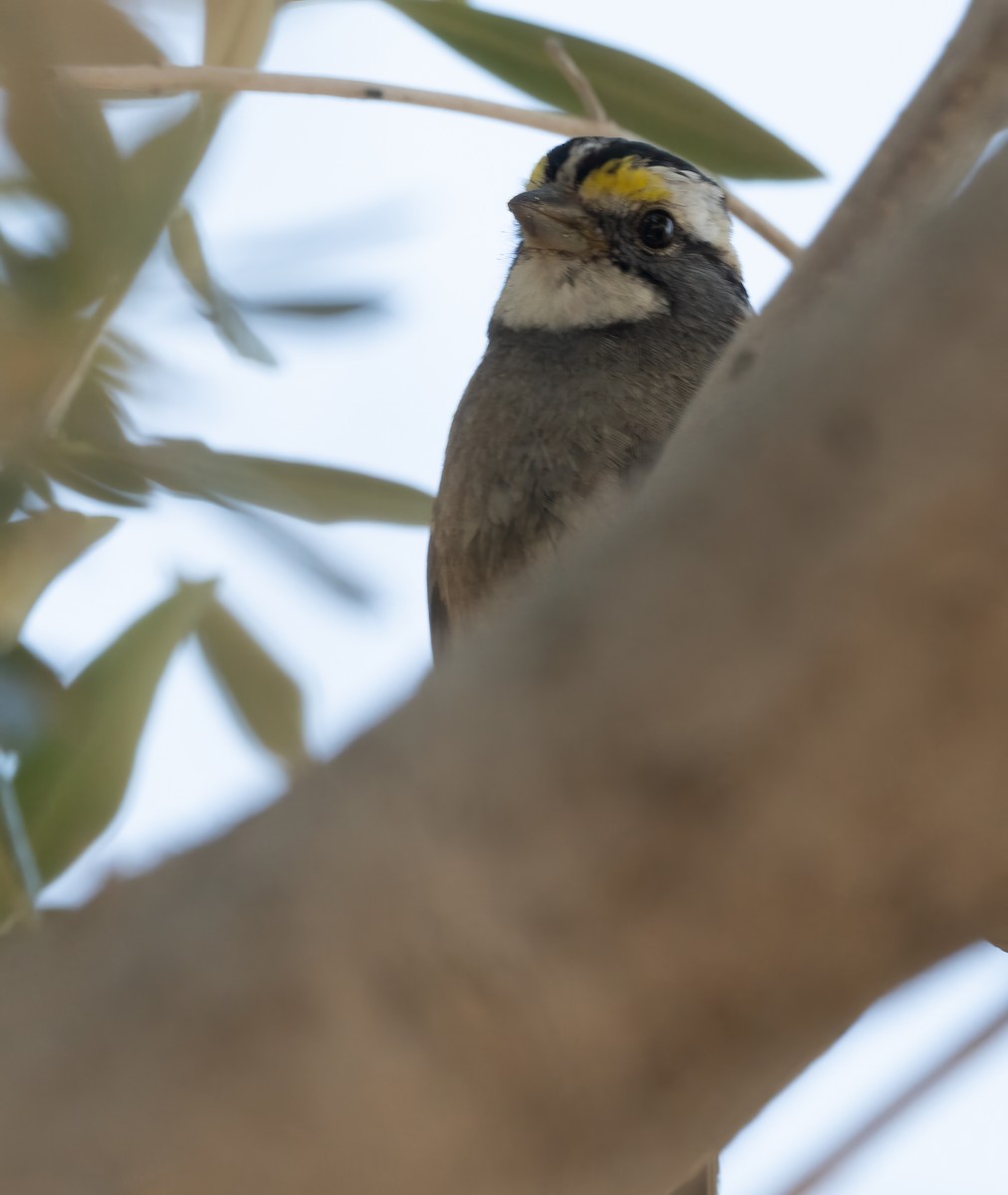 White-throated Sparrow - ML615689939