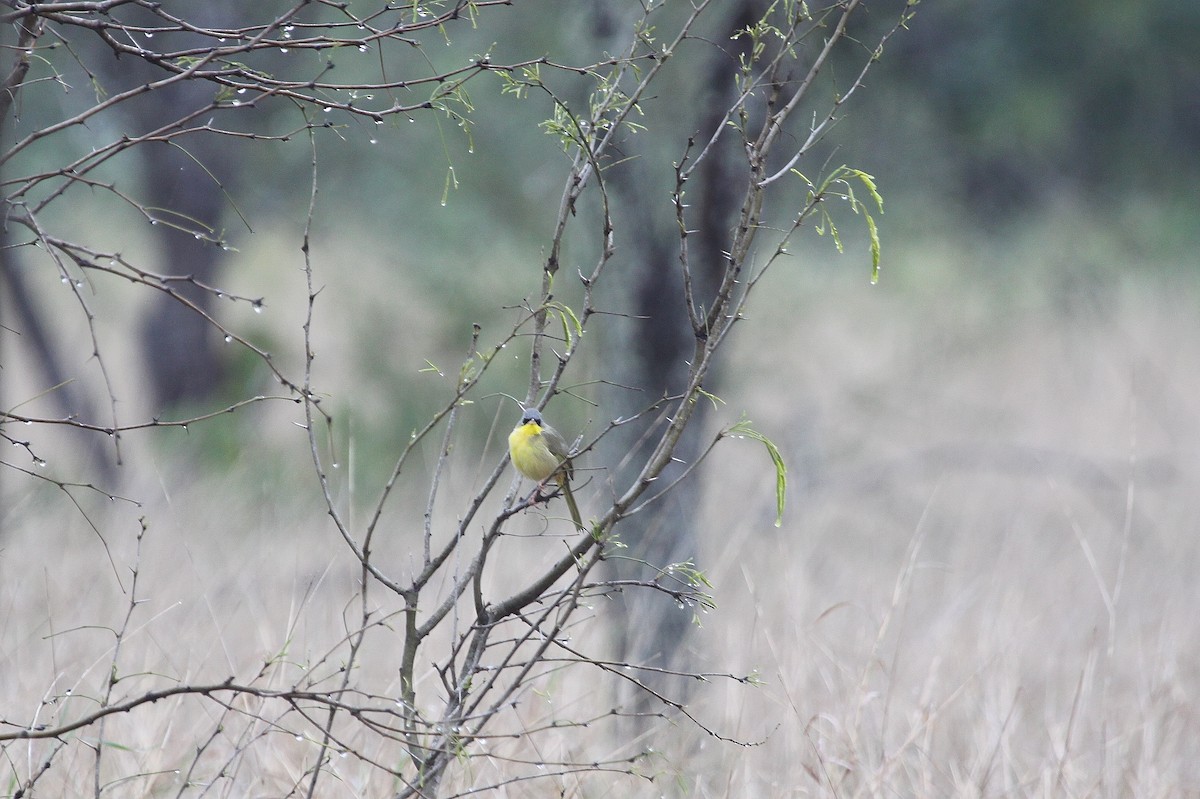 Gray-crowned Yellowthroat - Dan Tankersley