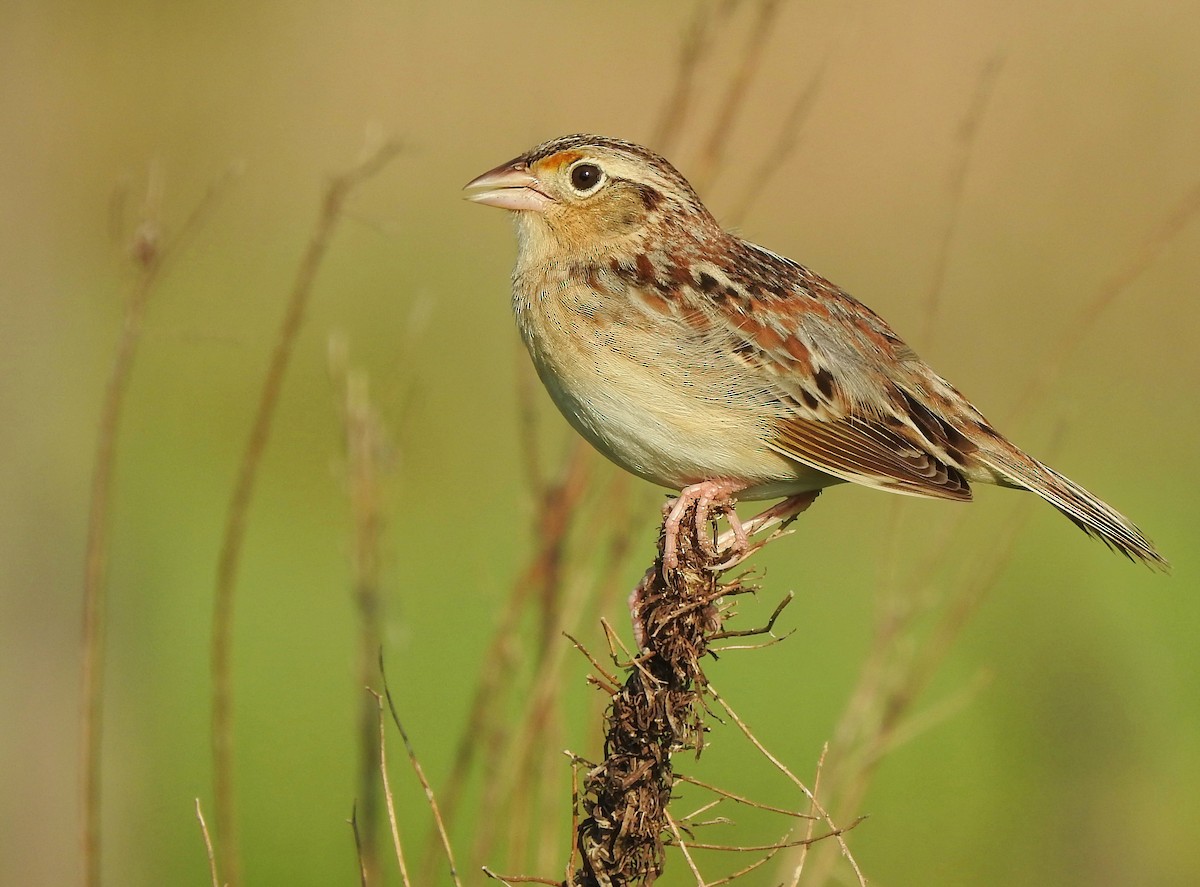 Grasshopper Sparrow - Anonymous