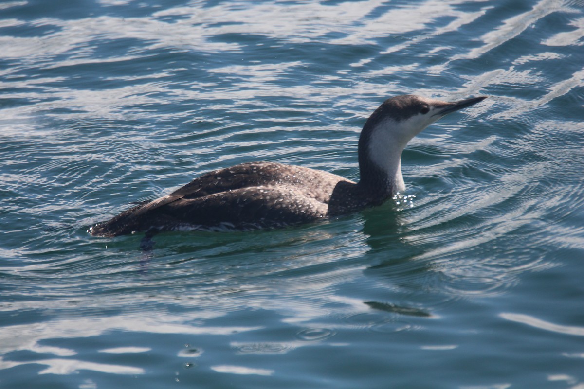 Red-throated Loon - ML615690034