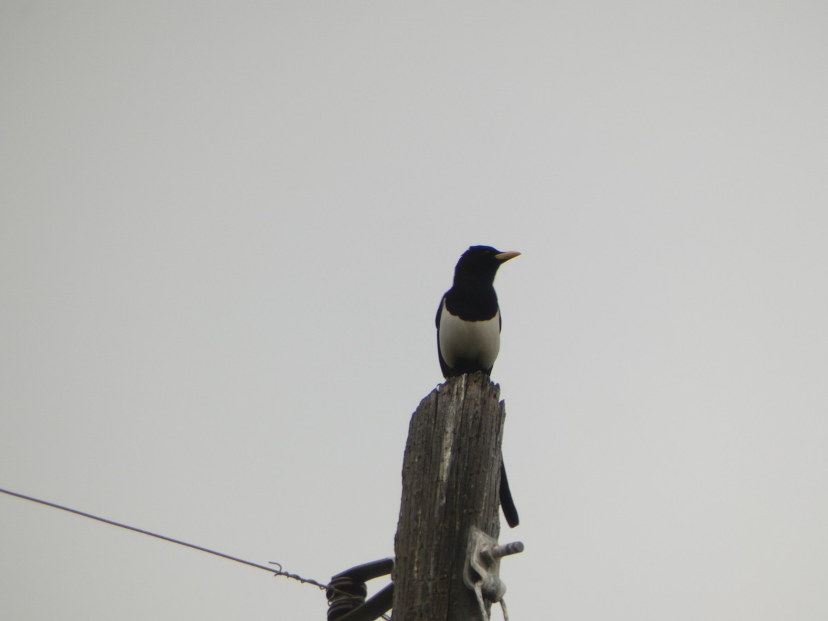 Yellow-billed Magpie - Kevin Hayes