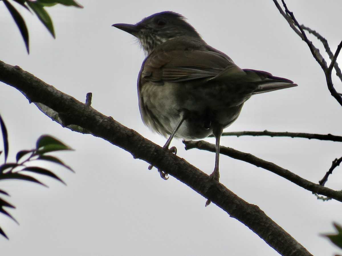 Pale-breasted Thrush - ML615690324