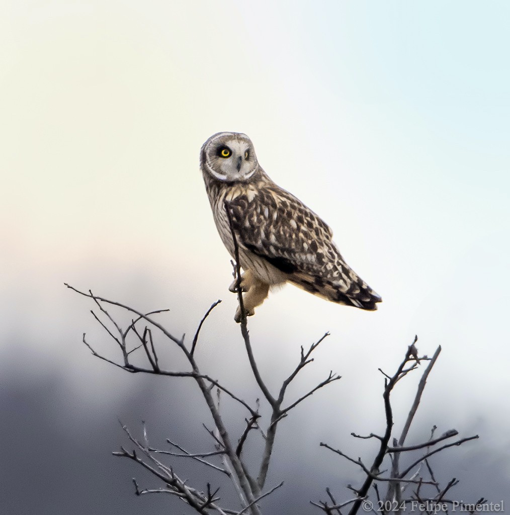 Short-eared Owl - ML615690404