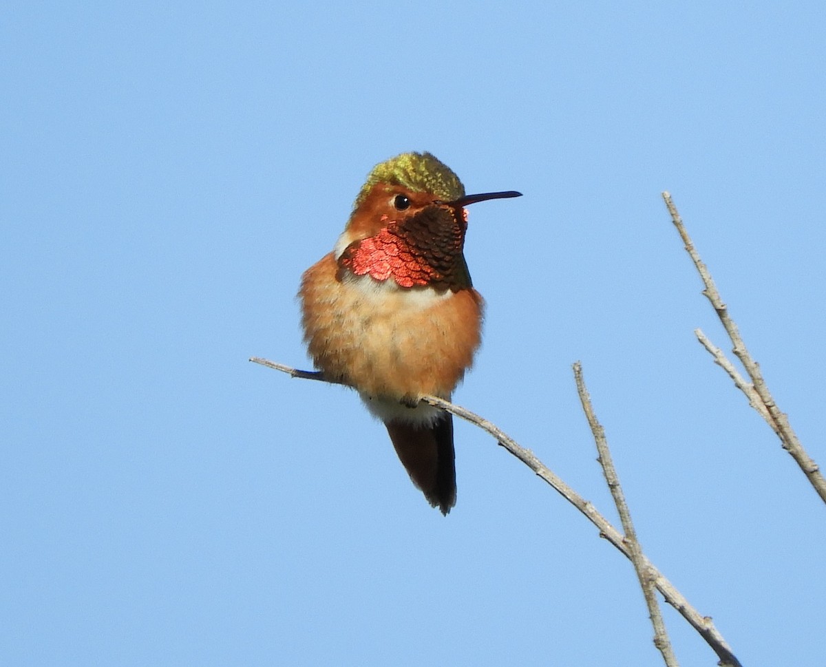 Allen's Hummingbird - Julie Szabo