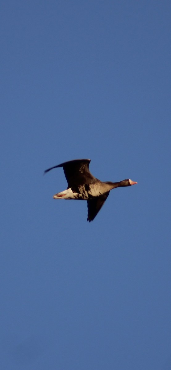 Greater White-fronted Goose (Western) - Ryan Giordanelli