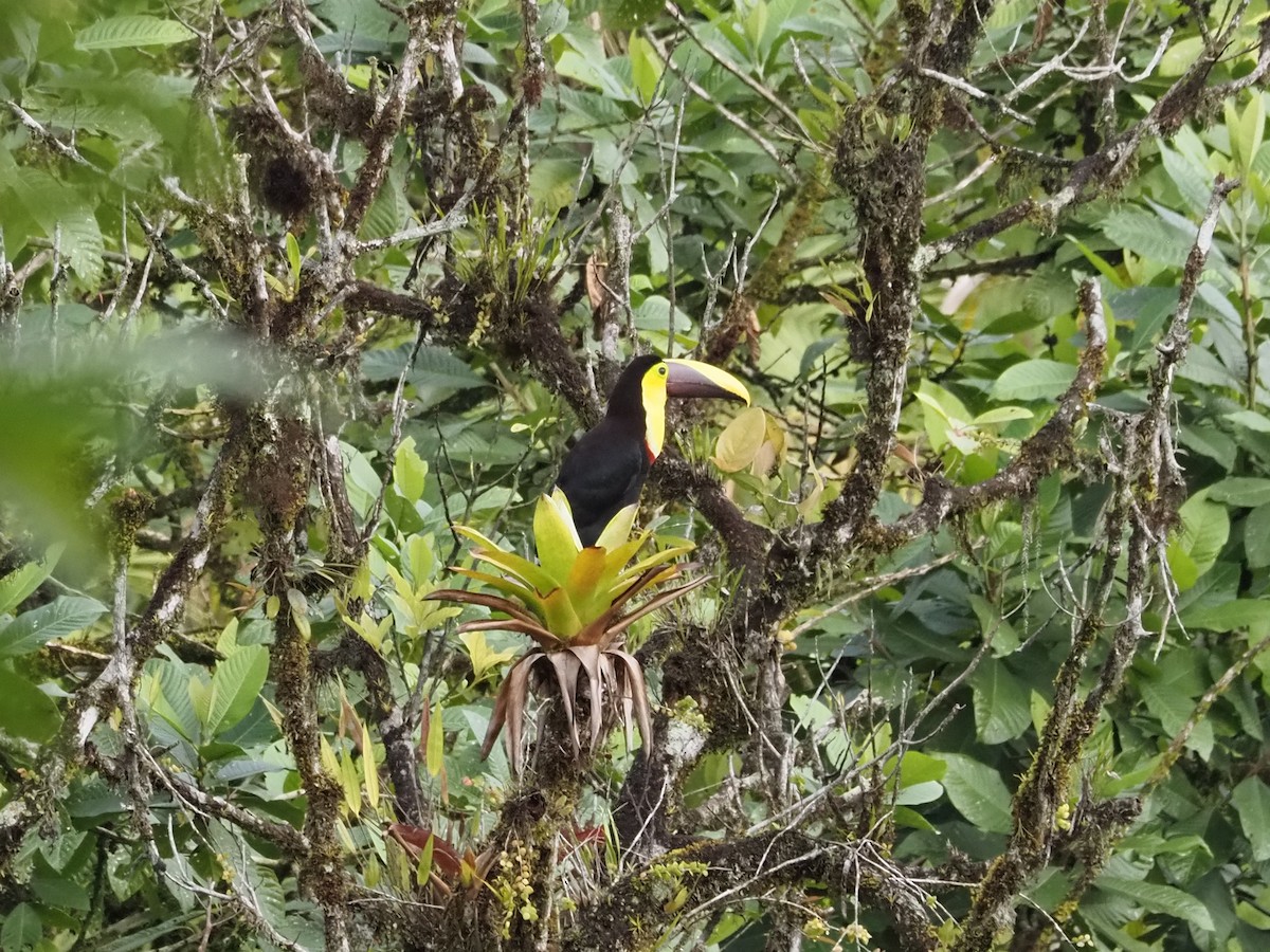 Yellow-throated Toucan (Chestnut-mandibled) - ML615690792