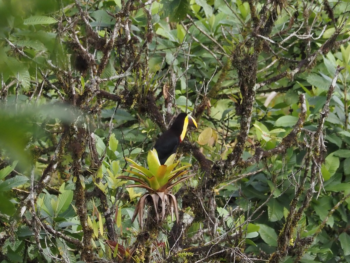 Yellow-throated Toucan (Chestnut-mandibled) - ML615690793