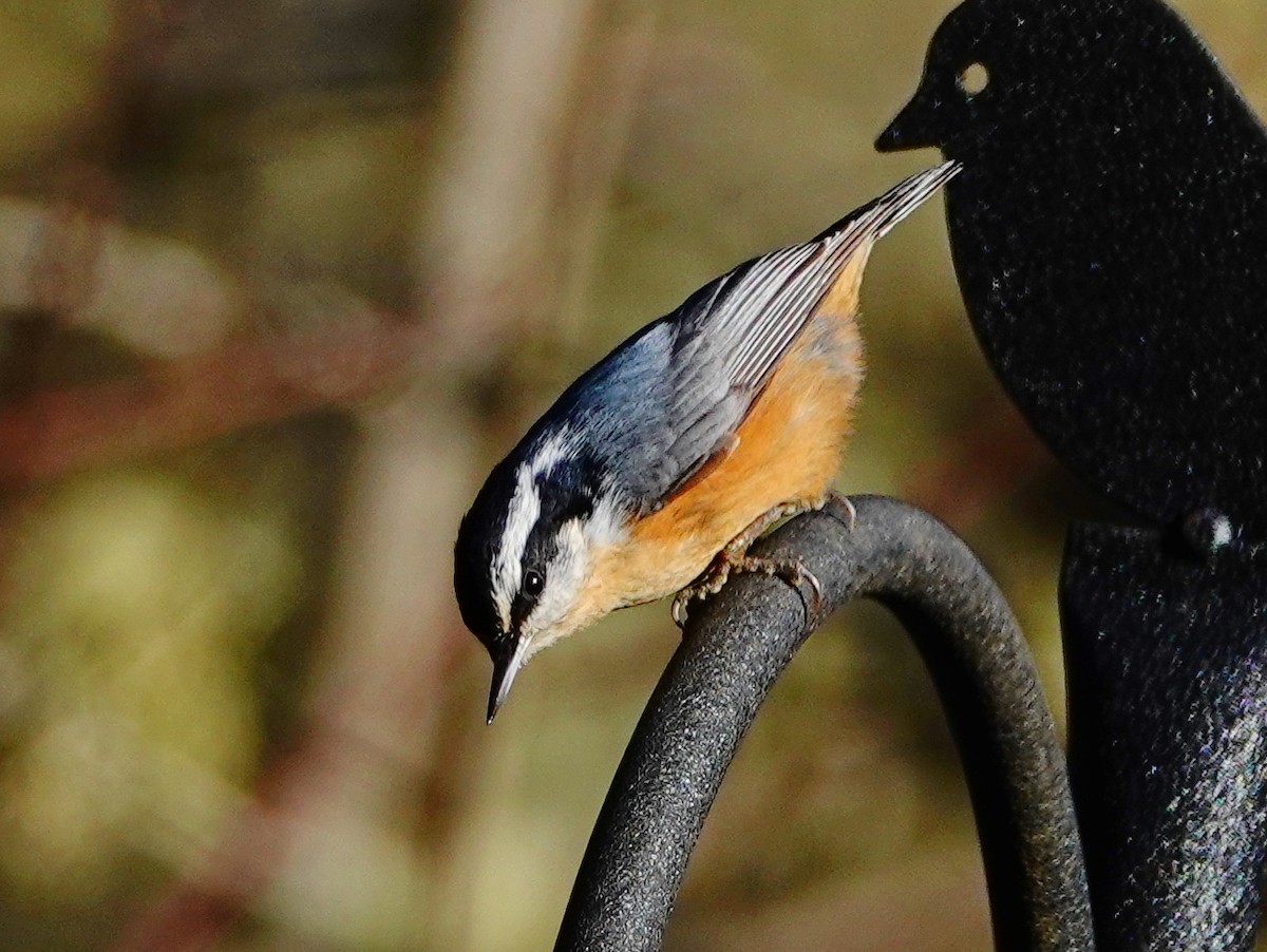 Red-breasted Nuthatch - William Proebsting