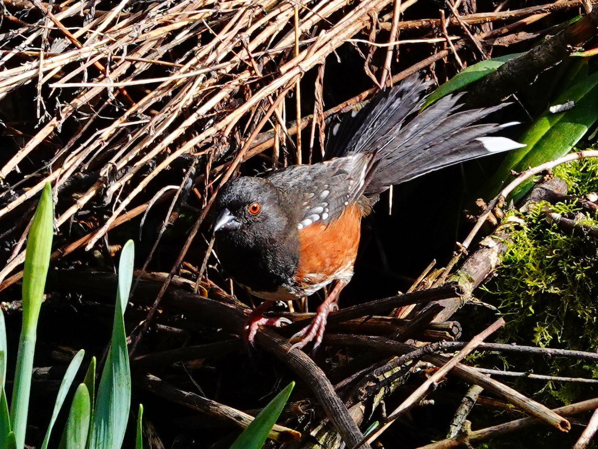 Spotted Towhee - William Proebsting