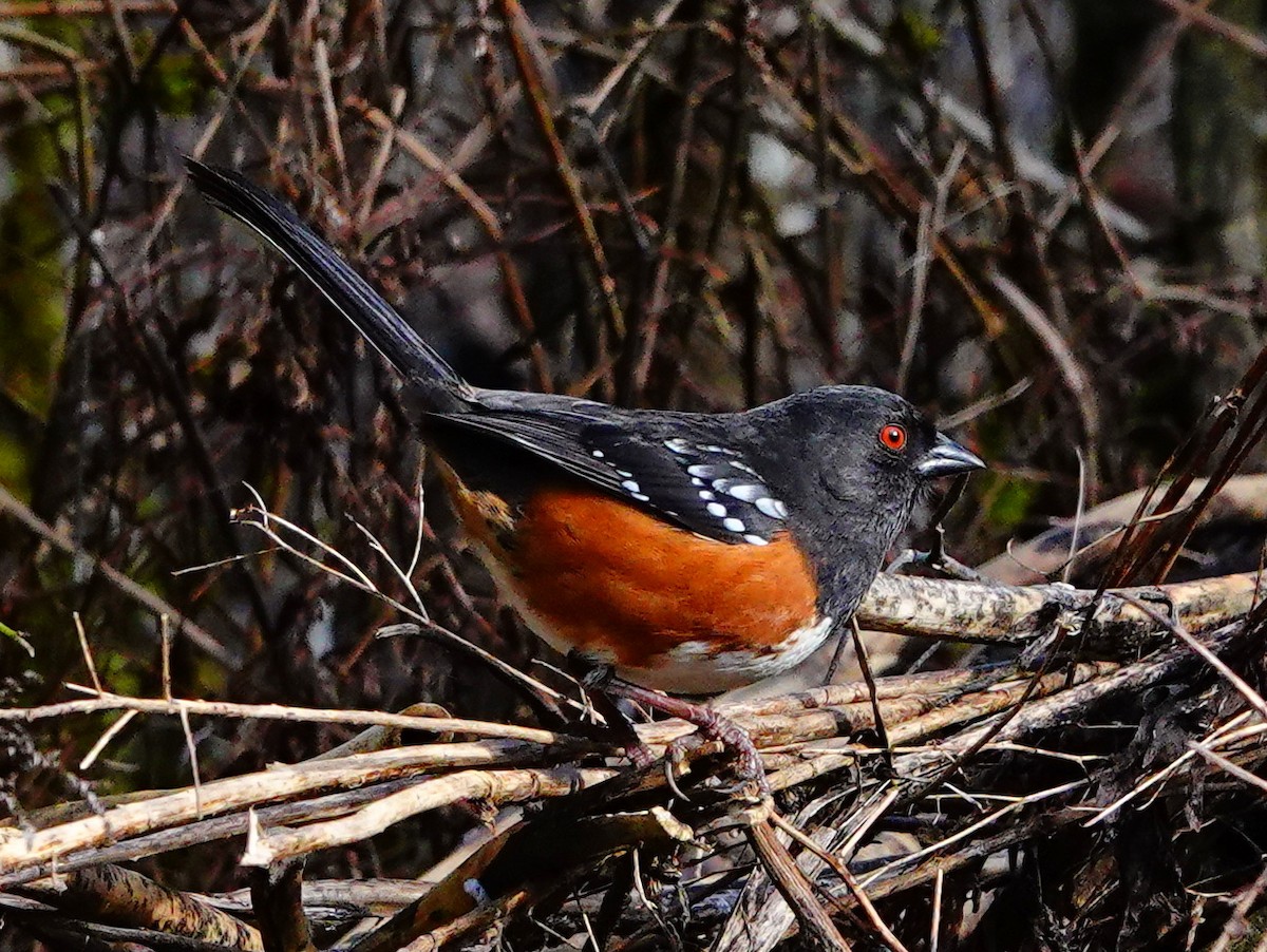 Spotted Towhee - ML615690814