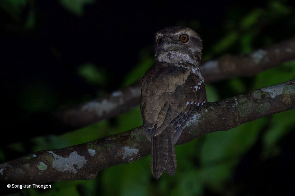 Marbled Frogmouth - ML615690815