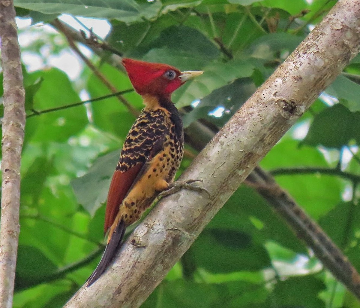 Rufous-headed Woodpecker - ML615690900