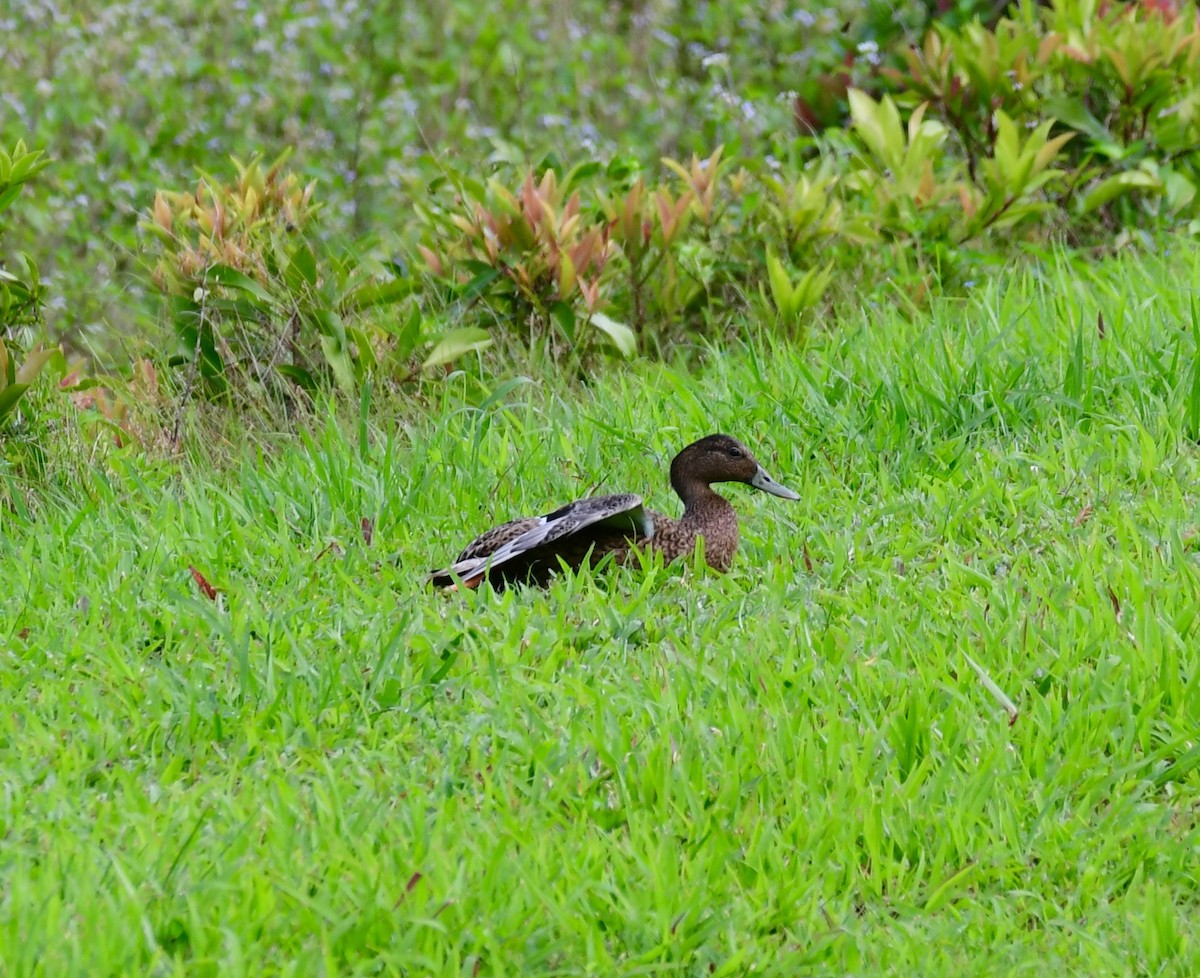 Hawaiian Duck - ML615691174