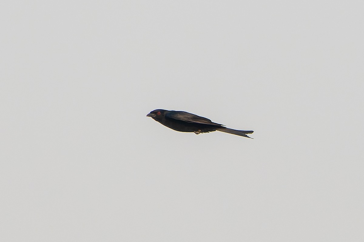 Fork-tailed Drongo (Glossy-backed) - Magnus Andersson