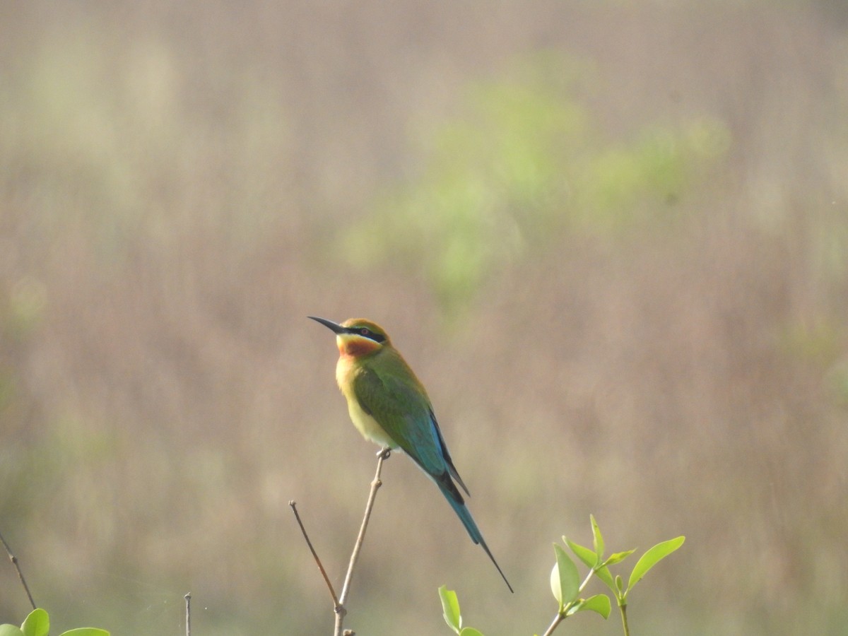 Blue-tailed Bee-eater - ML615691712