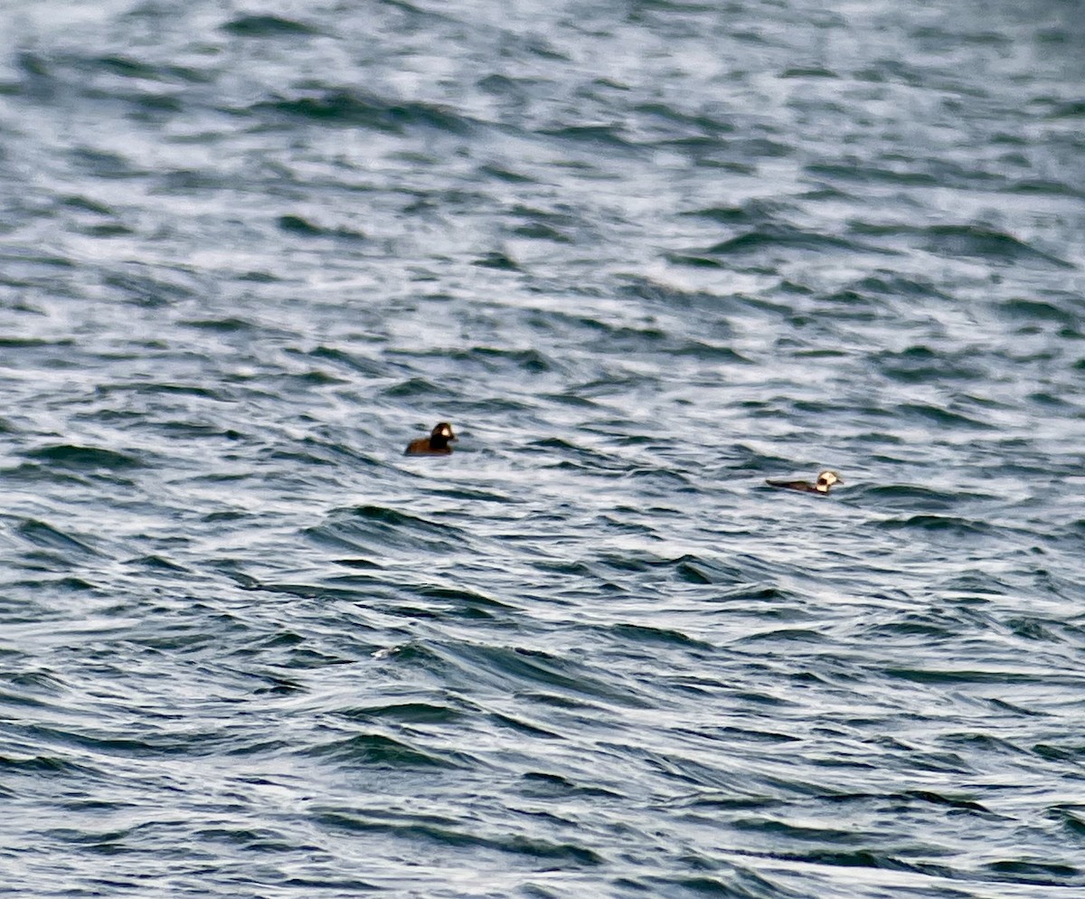 Long-tailed Duck - ML615691812