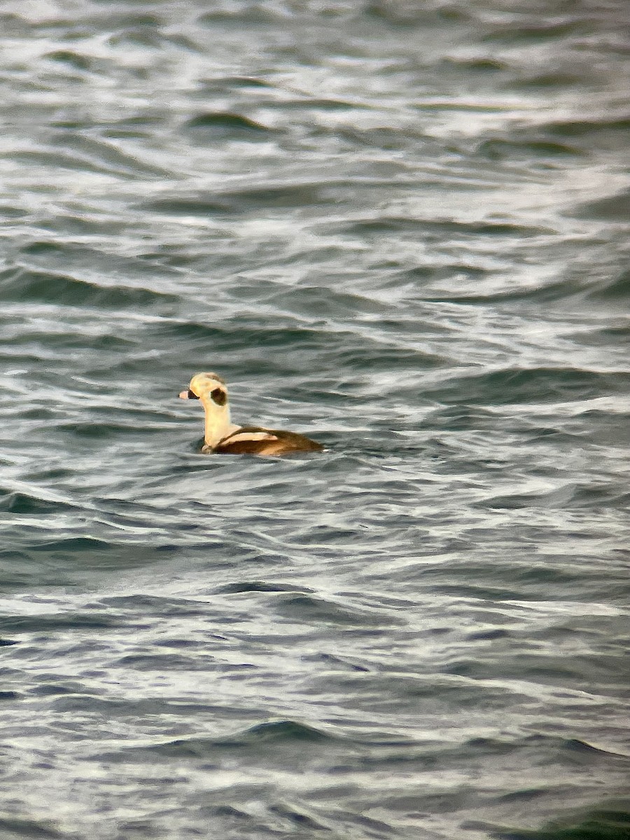 Long-tailed Duck - ML615691813
