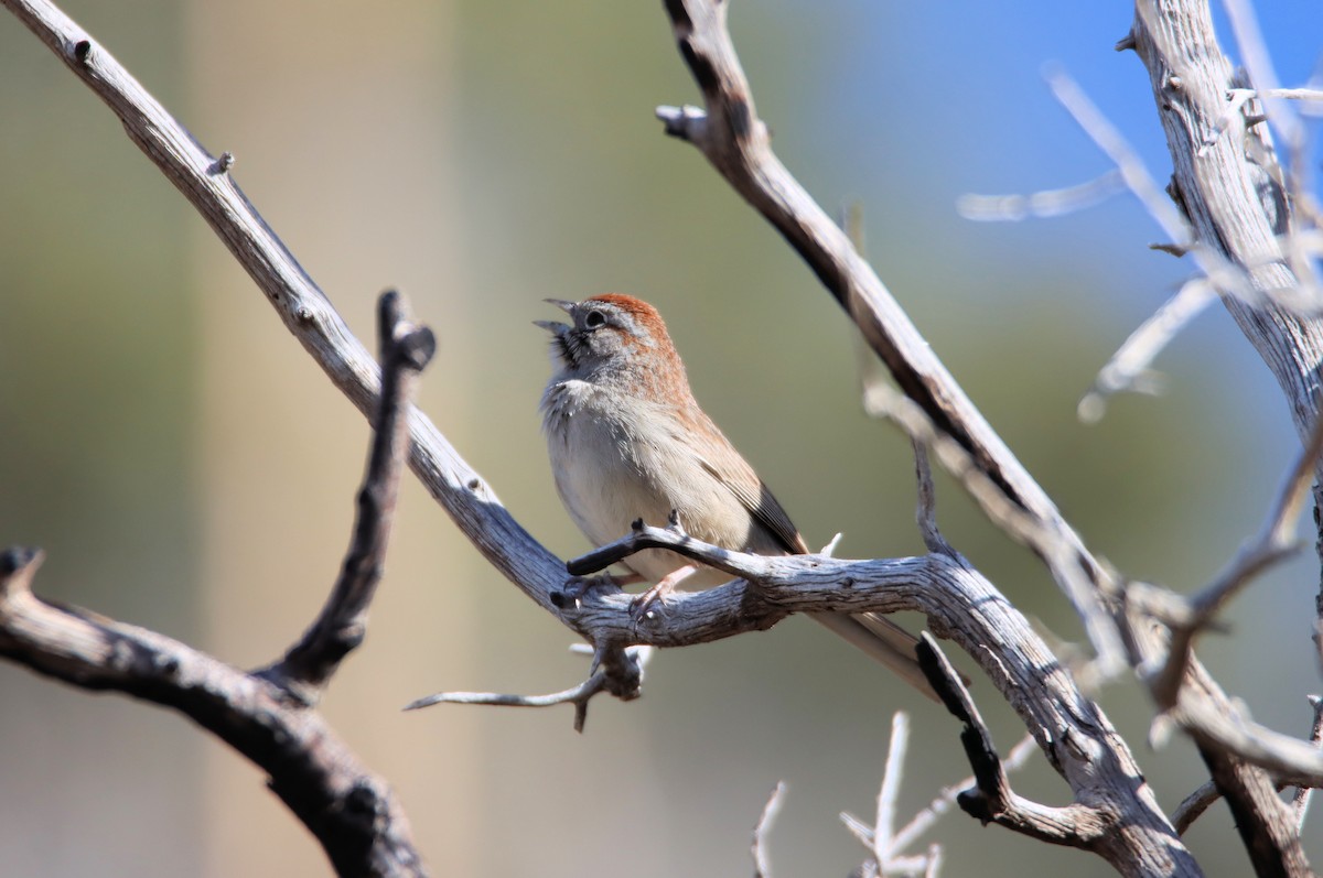 Rufous-crowned Sparrow - Diana Spangler