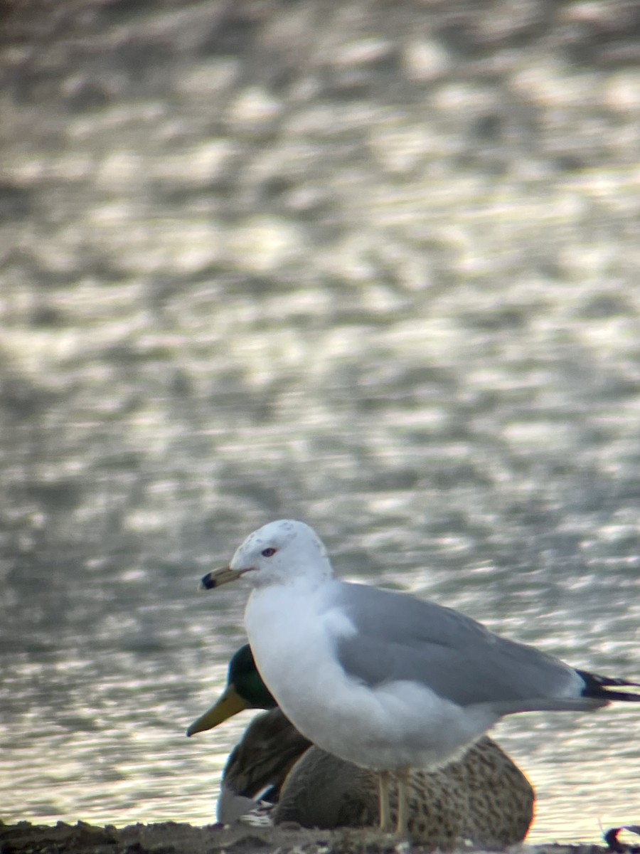 Ring-billed Gull - Cale Donegan
