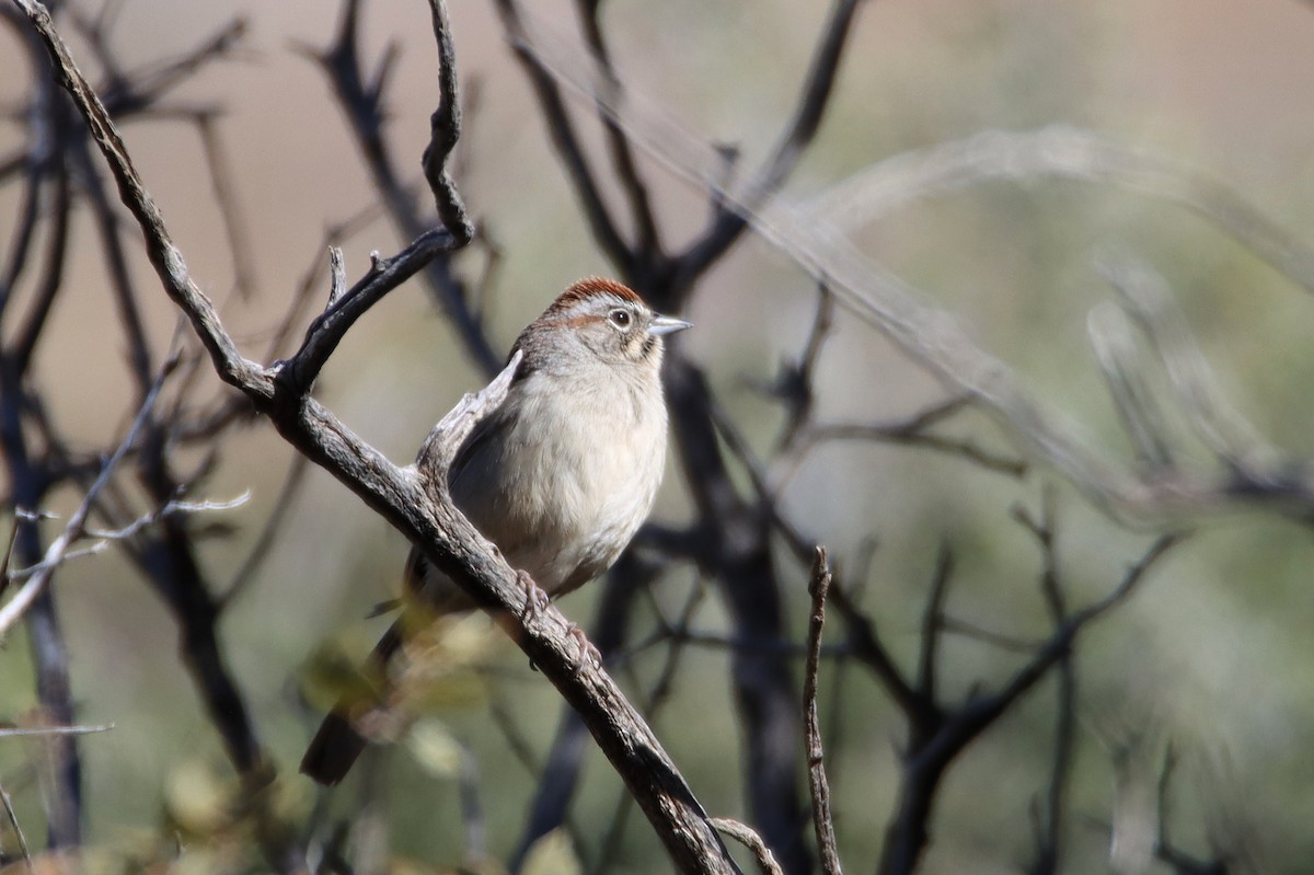 Rufous-crowned Sparrow - ML615691934