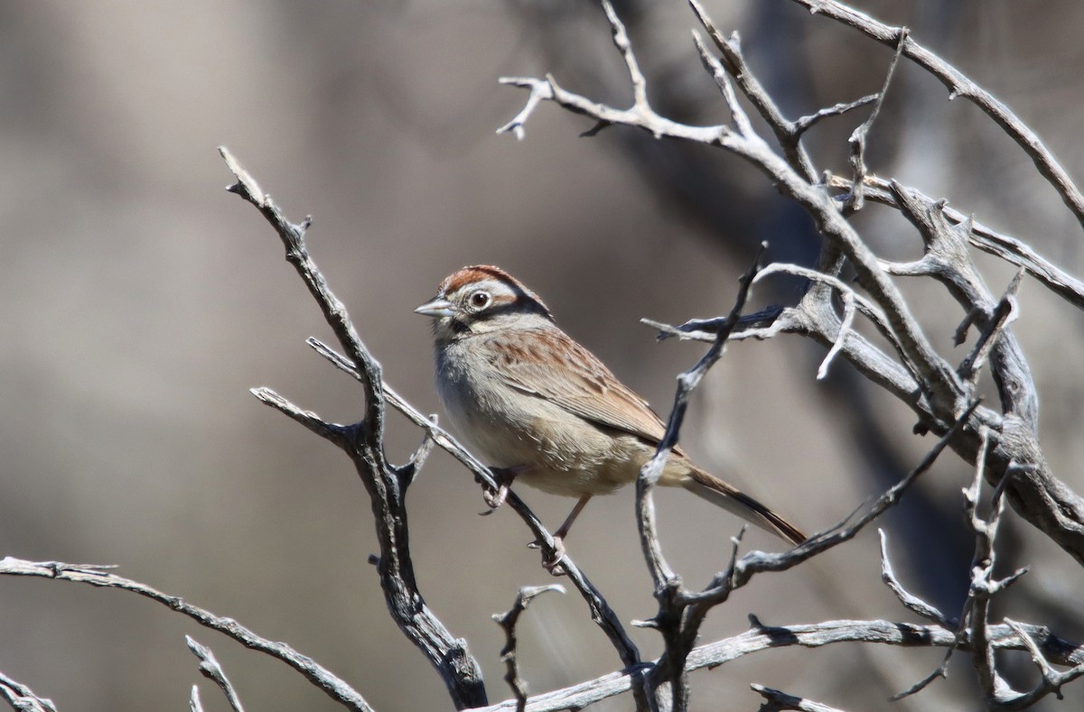 Rufous-crowned Sparrow - ML615691944