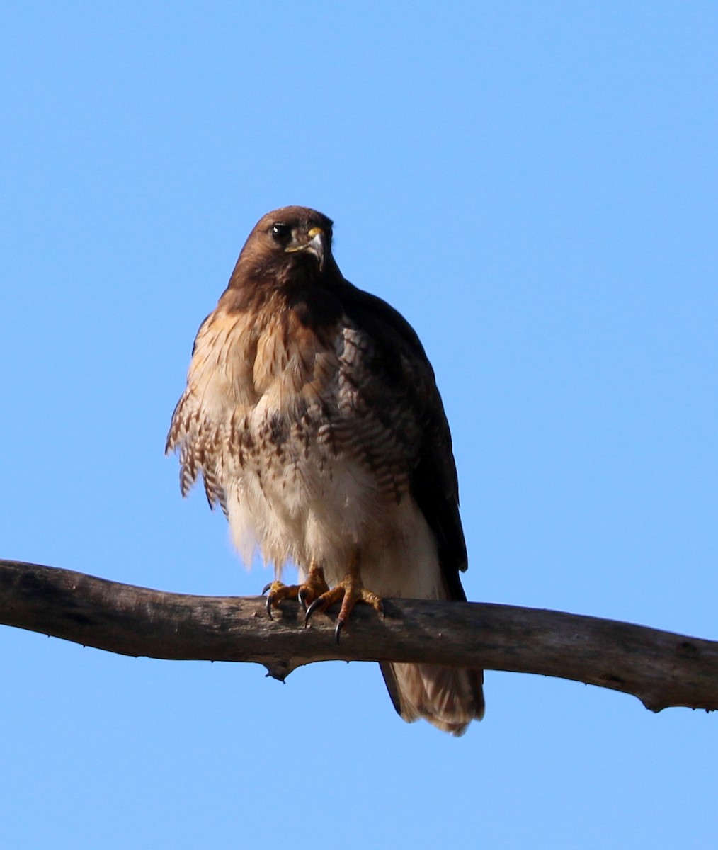 Red-tailed Hawk - ML615692107