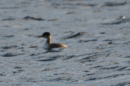 Red-necked Grebe - ML615692248