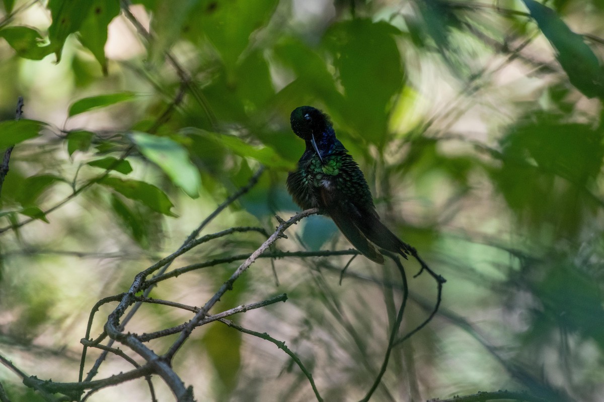 Garnet-throated Hummingbird - ML615692283