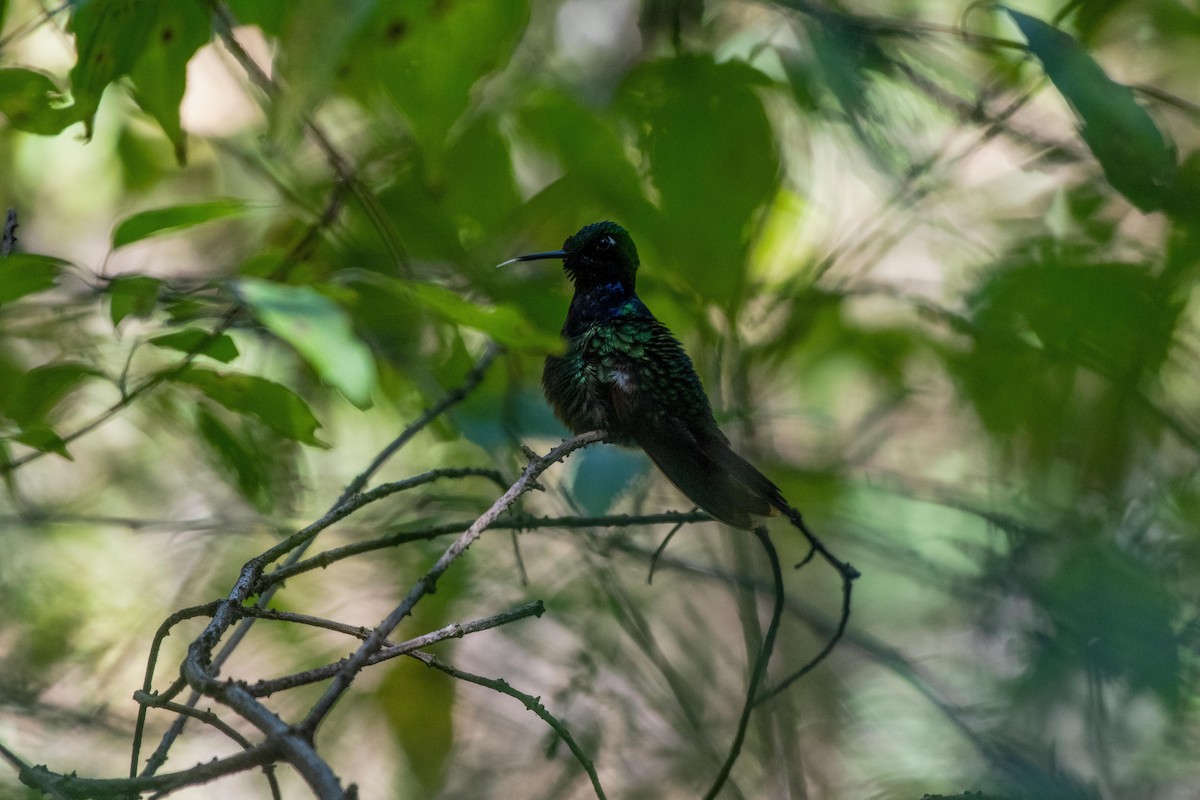 Garnet-throated Hummingbird - ML615692284
