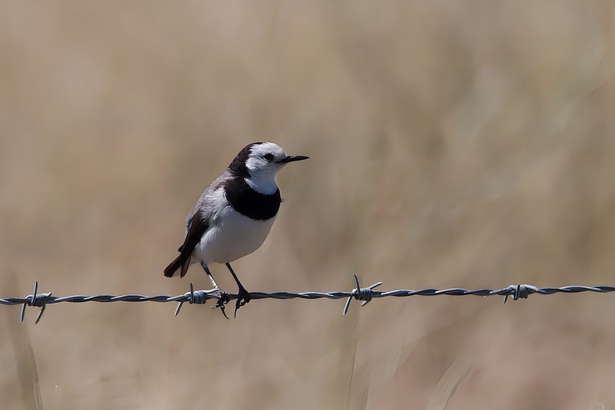 White-fronted Chat - ML615692368