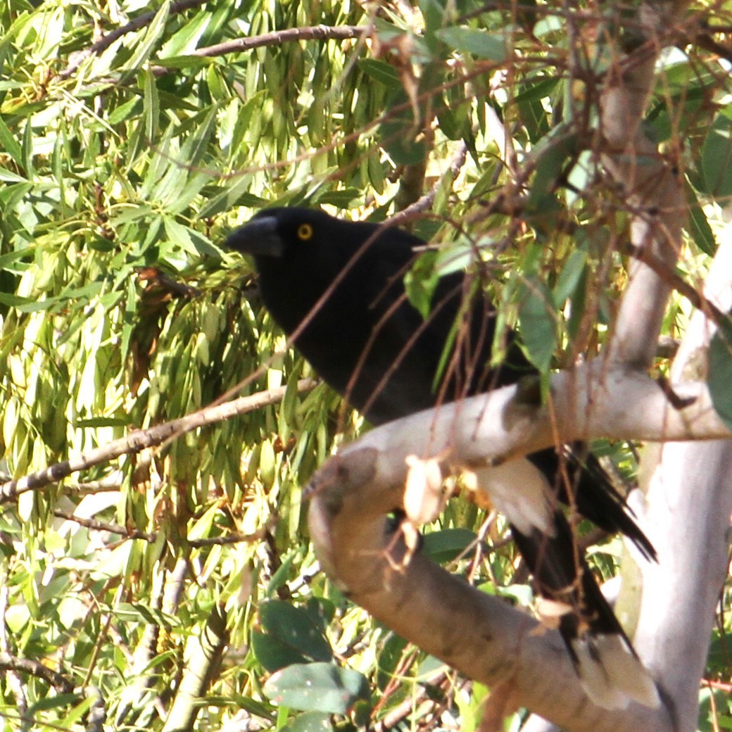 Pied Currawong - ML615692437
