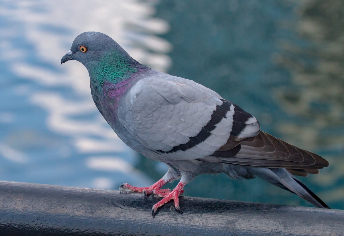 Rock Pigeon (Feral Pigeon) - Frank Salmon