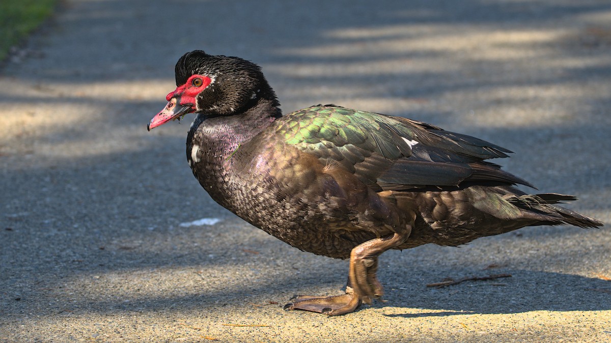 Muscovy Duck (Domestic type) - ML615692503