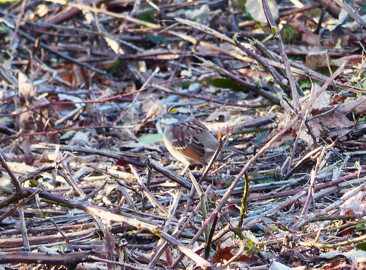 White-throated Sparrow - Karthik Murali