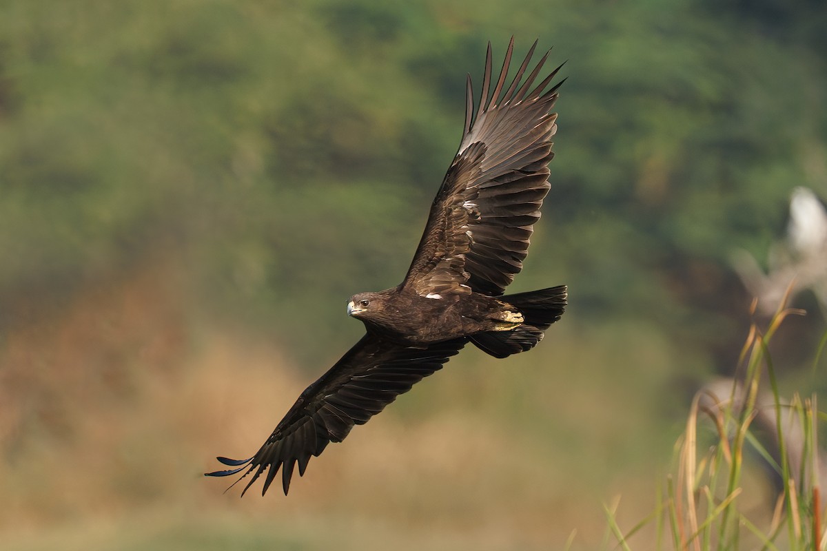 Greater Spotted Eagle - Hari K Patibanda