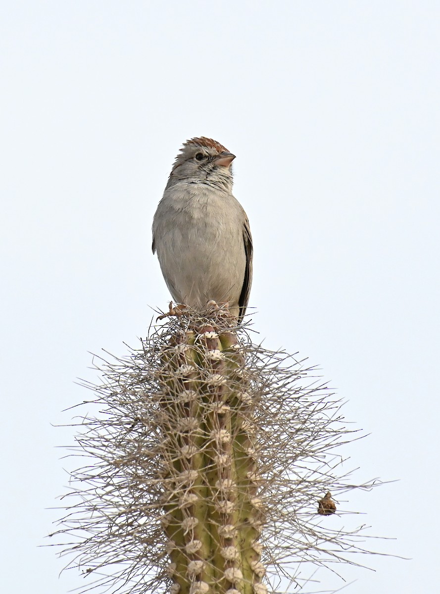 Rufous-winged Sparrow - ML615692646