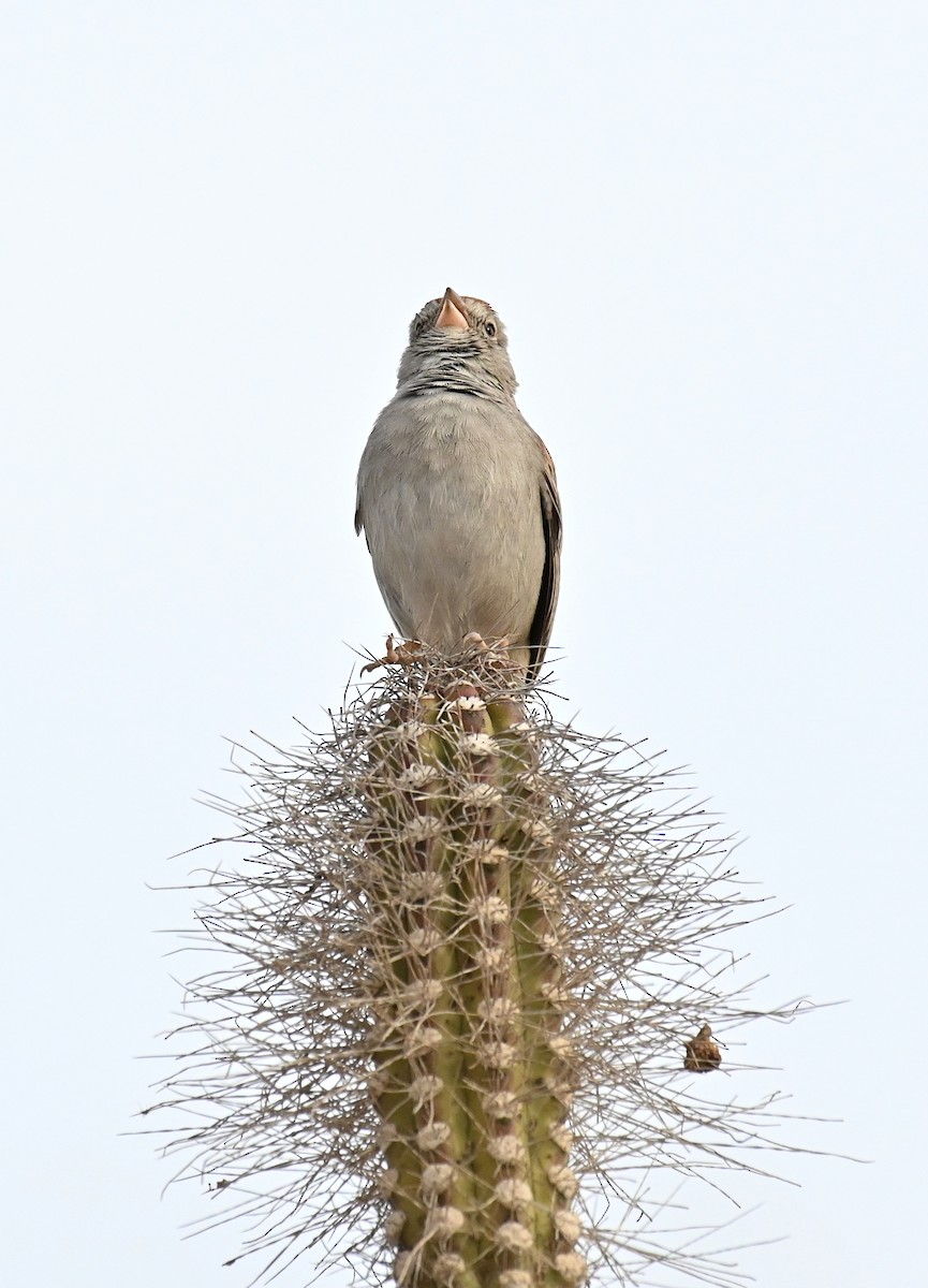 Rufous-winged Sparrow - ML615692654