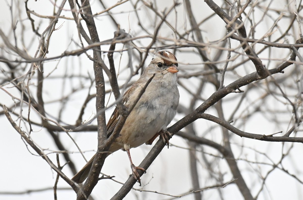 White-crowned Sparrow (oriantha) - ML615692668