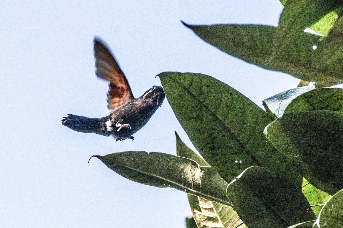 Garnet-throated Hummingbird - ML615692685