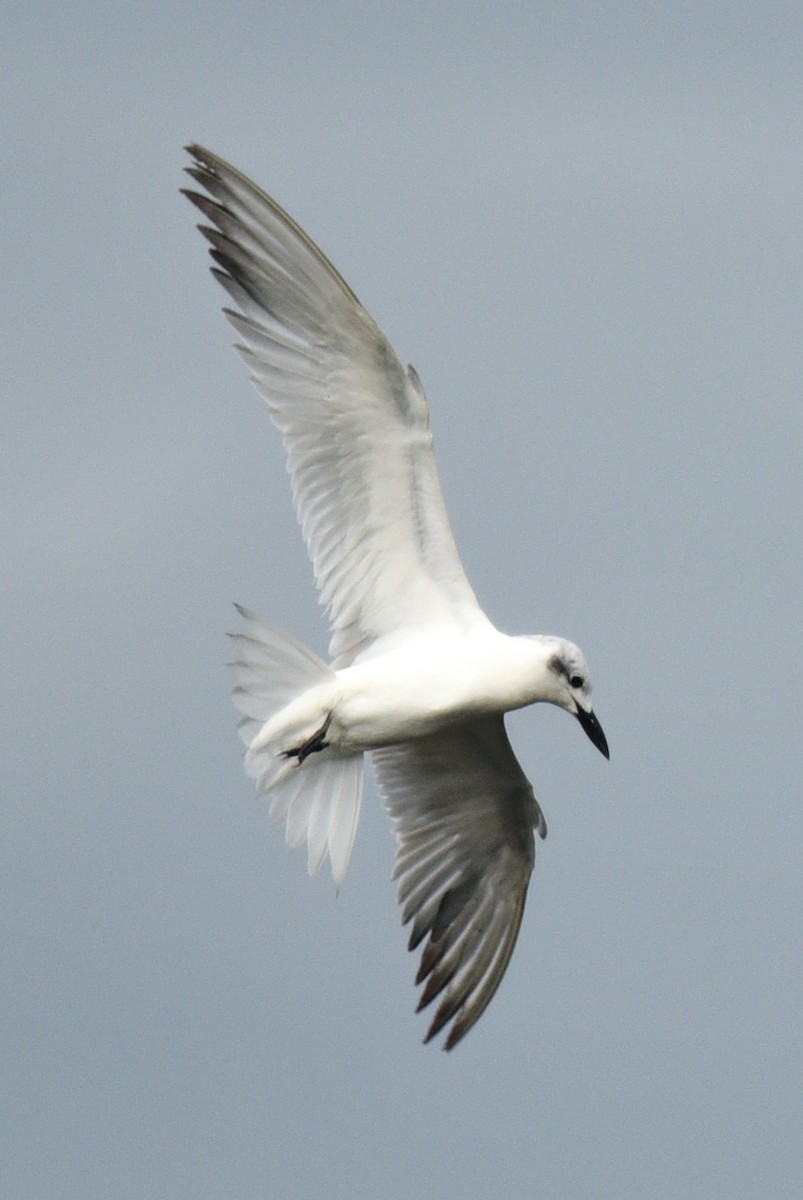 Gull-billed Tern - Barbara Maytom